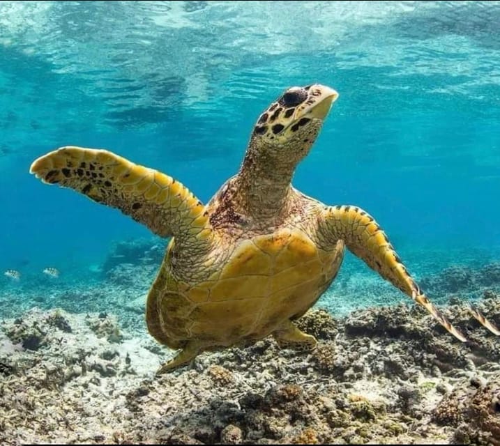 Bali : Blue Lagoon Snorkeling With Lunch & Waterfall - Key Points