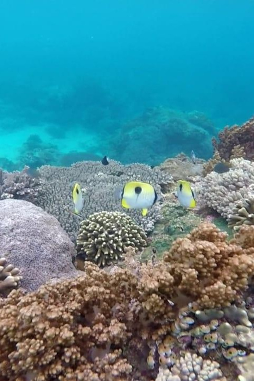 Bali Blue Lagoon Snorkeling With Private Boat and Lunch - Inclusions Provided