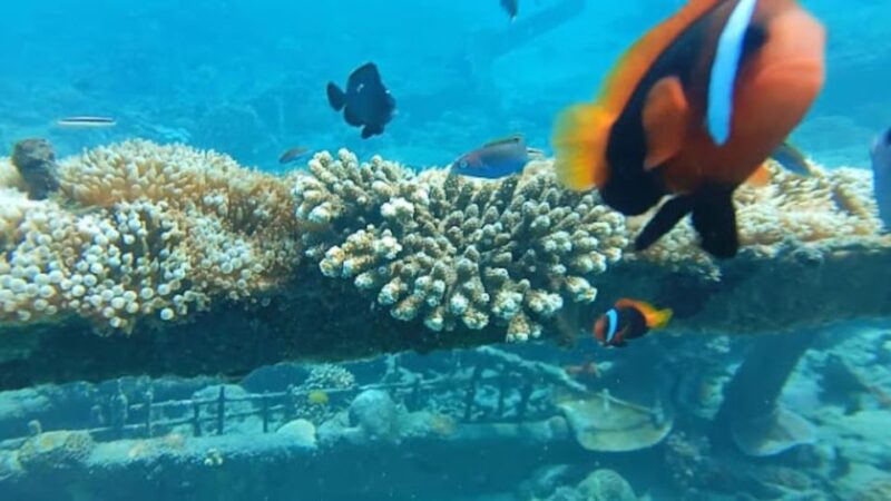 Bali: Candidasa Snorkeling Trips With Transfer - Key Points