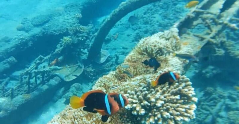 Bali: Candidasa Snorkeling Trips With Transfer - Snorkeling Experience Highlights
