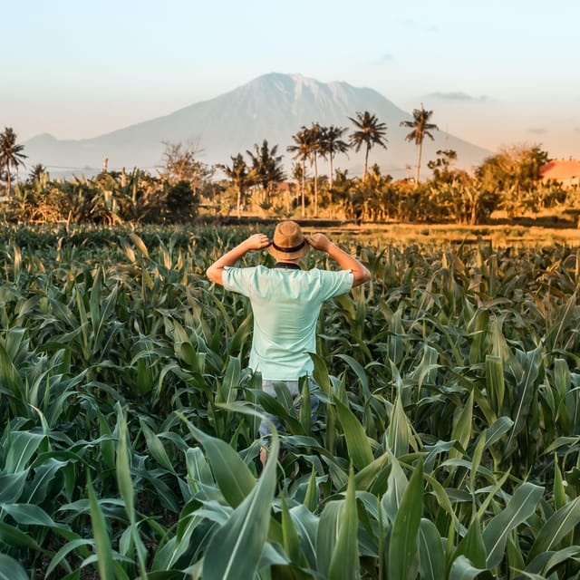 Bali Car Rental With Driver - Key Points