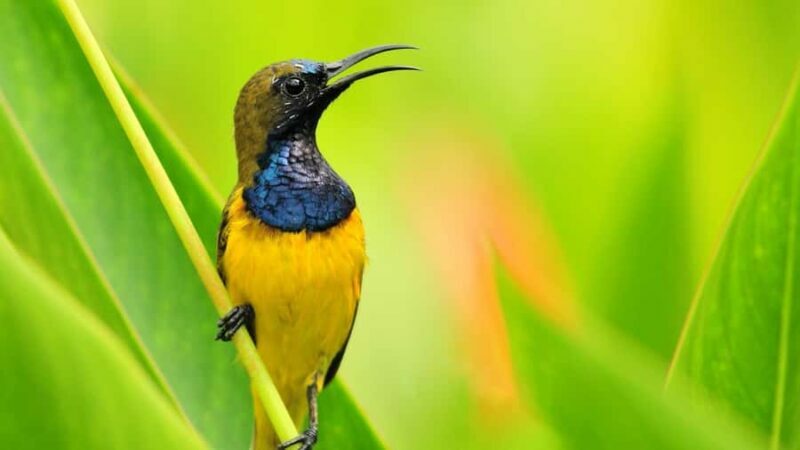 Bali: Countryside Bird Watching Tour with Hotel Transfer - An Intro to the Experience