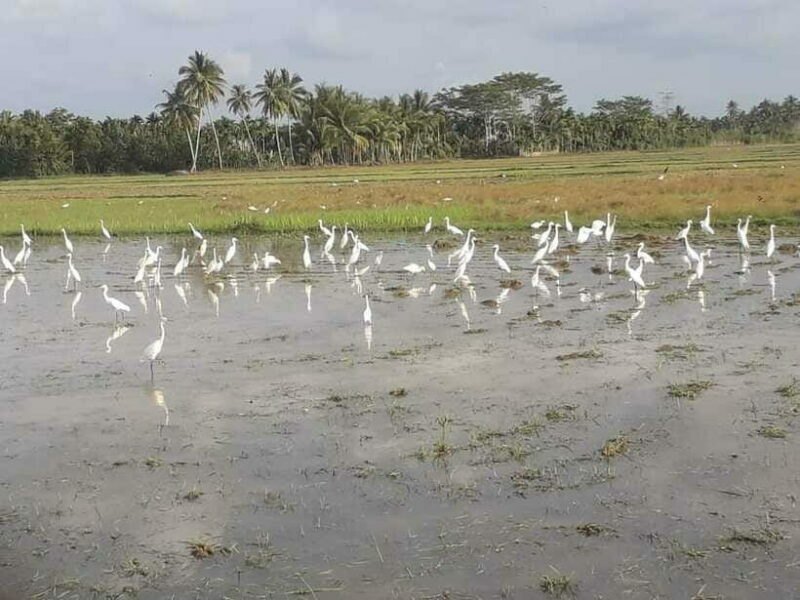 Bali: Countryside Bird Watching Tour with Hotel Transfer - The Value and Price