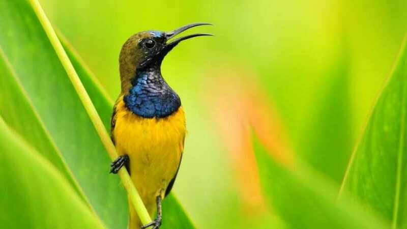 Bali: Countryside Bird Watching Tour with Hotel Transfer - Practical Tips for Bird Watchers