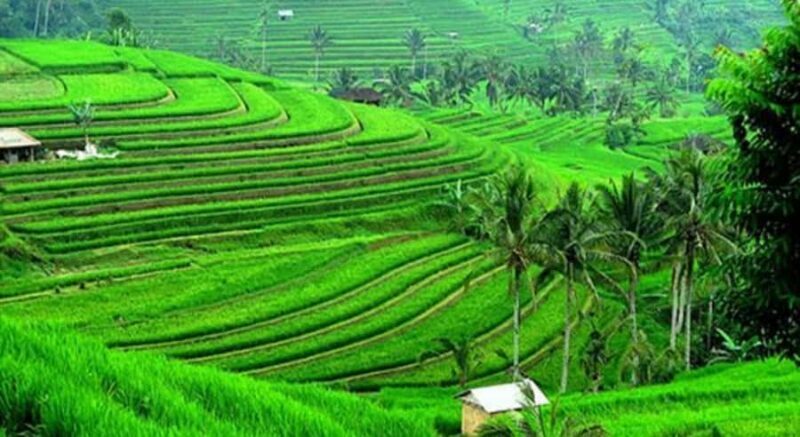 Bali: Customised North Bali Tour With Hotel Transfer - The Highlights That Make It Special