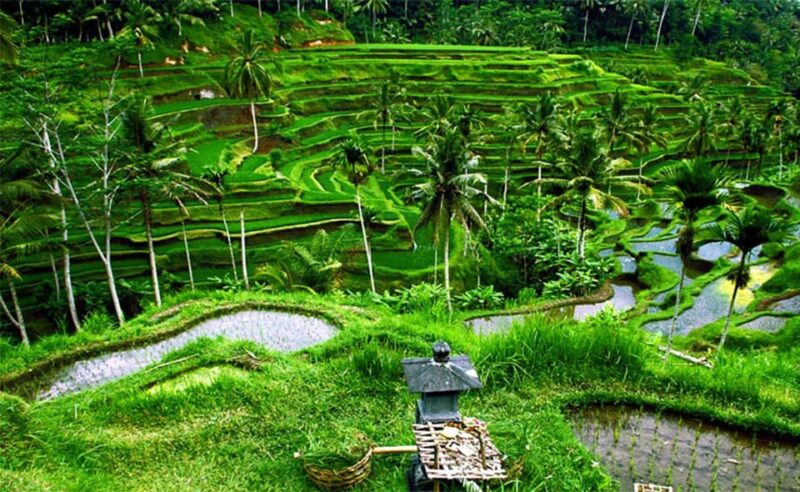 Bali : Customised Private Tour With Car Charter - Tour Customization and Experience