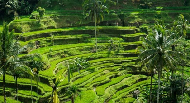 Bali: Customised Ubud Tour with Profesional Tour Guide - Exploring Ubud: What You Can Expect from the Tour