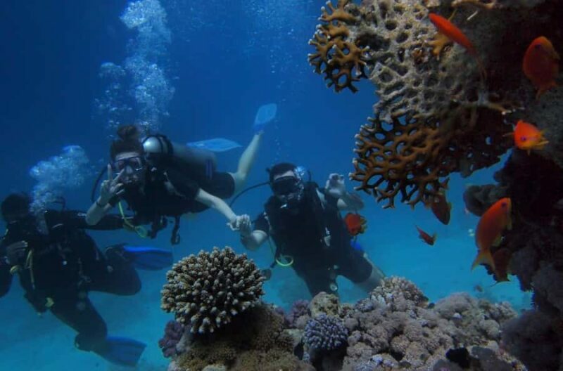 Bali Day Trip: Try Diving at Liberty Shipwreck & Kayak Trip - An Overview of the Experience