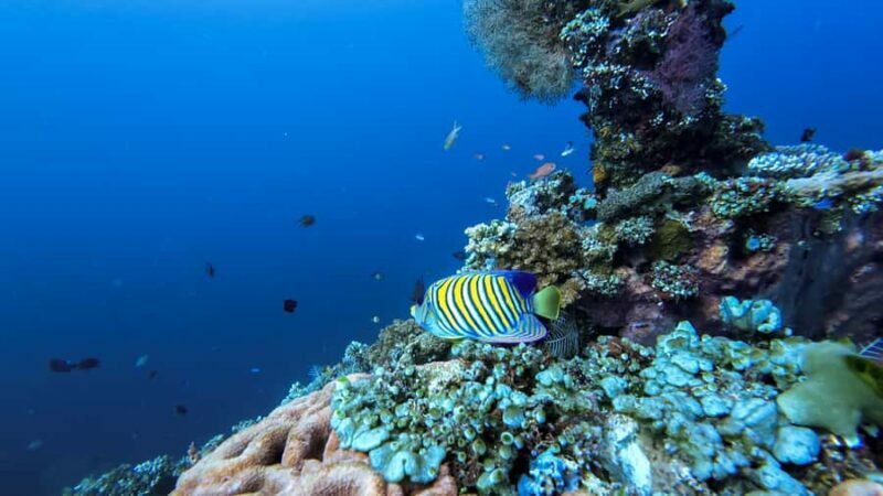 Bali Day Trip: Try Diving at Liberty Shipwreck & Kayak Trip - The Return Journey and Overall Logistics