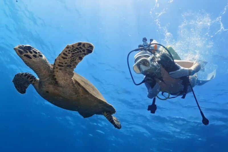 Bali Day Trip: Try Diving at Liberty Shipwreck & Kayak Trip - Who Should Consider This Tour?