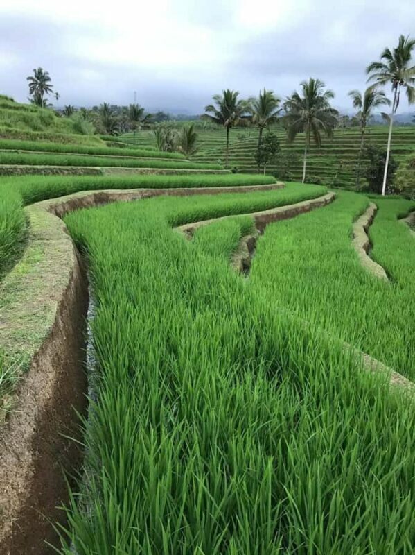 Bali : Design Your Customize Trip with Private Driver - The Experience: What Travelers Say