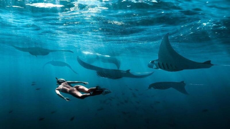 Bali: Discover Beauty of Nusa Penida Snorkeling and Island - Snorkeling With Manta Rays