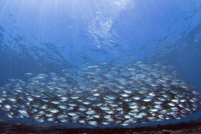 Bali Diving Day Trip-Manta Point/Tulamben Shipwreck-Fun Dive - Optional Extras