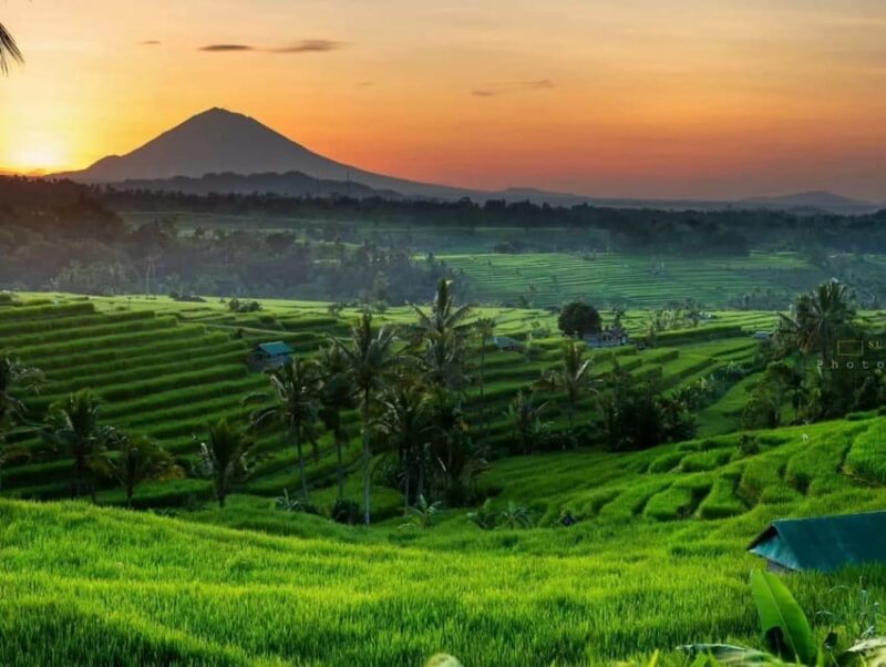 Bali Dolphin Tour - Itinerary and Activities