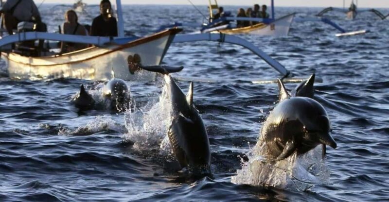 Bali Dolphin Tour - Transportation and Pickup/Drop-off