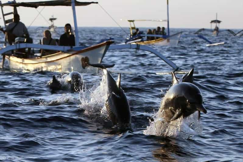 Bali Dolphin Tour - Inclusions and Recommendations