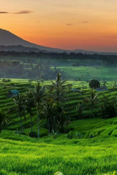 Bali Dolphin Tour - Frequently Asked Questions