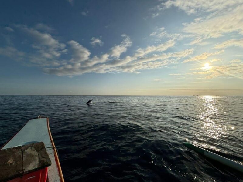 Bali Dolphin Watching and Northern Bali Tour - What to Expect