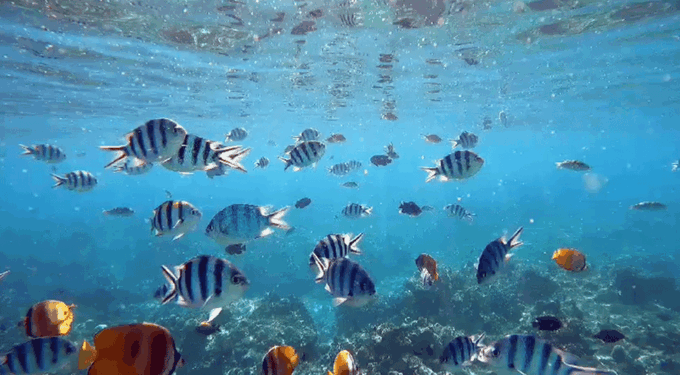 Bali: Dolphin Watching and Snorkeling in Lovina - Additional Information