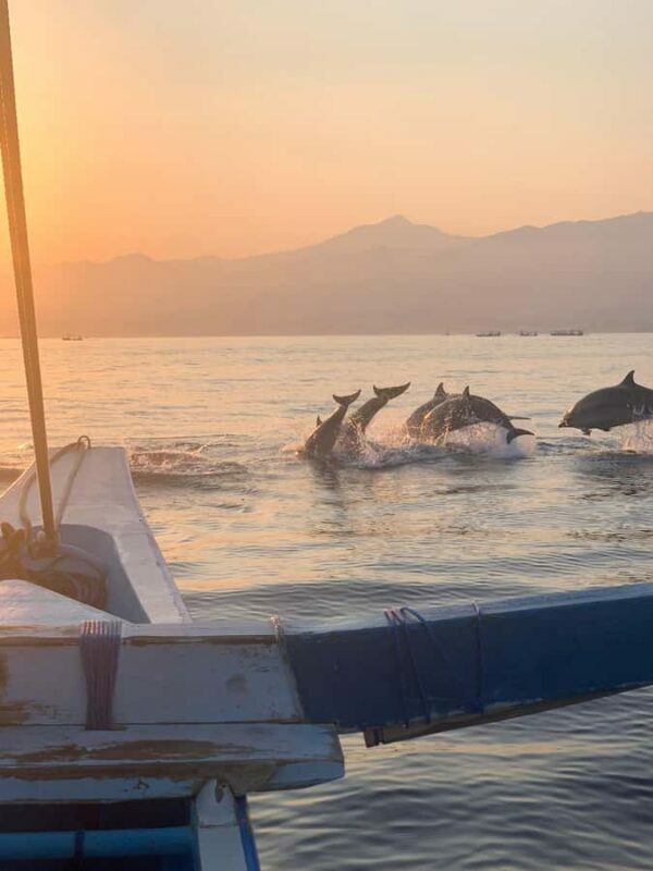 Bali: Dolphin Watching, Snorkeling, and Munduk Day Tour - An In-Depth Look at the Tour