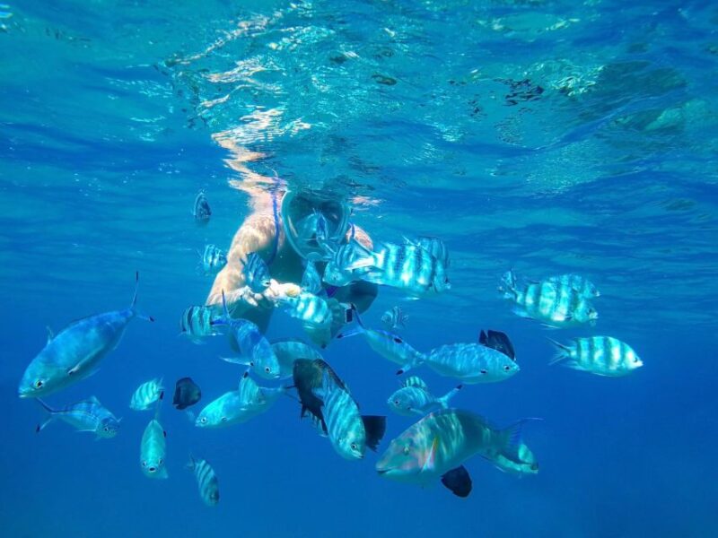 Bali: Dolphin Watching, Snorkeling & Hot Spring Tour - Pricing and Inclusions