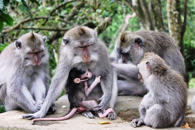 Bali Full Day: Design Your Own Private Tour - Experienced Drivers