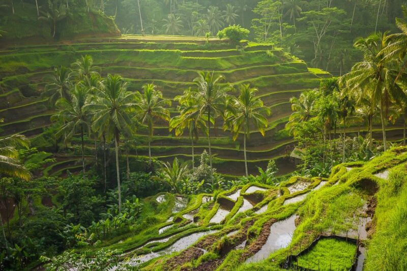 Bali: Full-Day Instagram Highlights Tour - Key Points