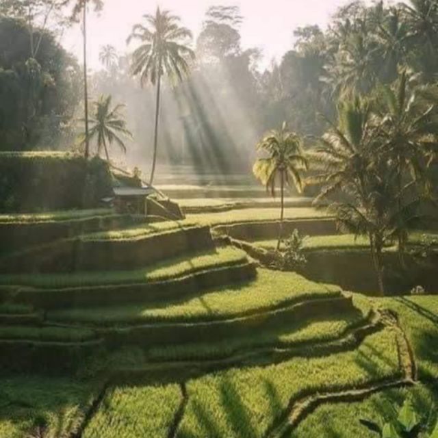 Bali Full Day Optional Tour Packages - Ubud Tour and Kintamani Volcano