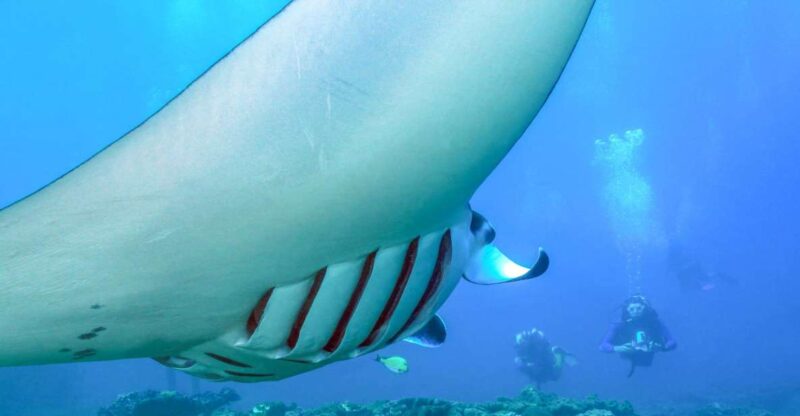 Bali: Full-Day Snorkeling Trip to Nusa Penida & Manta Point - Snorkeling Highlights