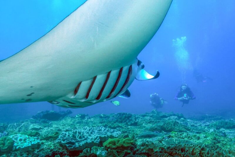 Bali: Full-Day Snorkeling Trip to Nusa Penida & Manta Point - Safety and Insurance