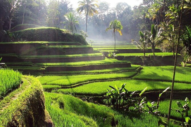 Bali Full-Day Tours : Waterfall and Ubud Destination Trip - A Detailed Look at the Itinerary