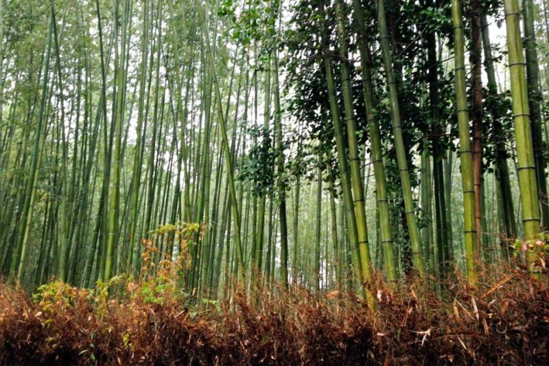 Bali: Full-Day Trip to Penglipuran Village and Bamboo Forest - Itinerary Highlights