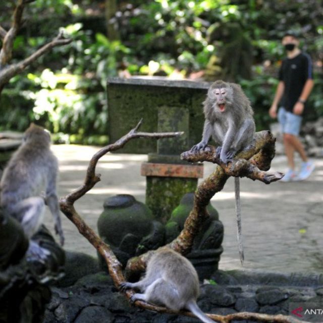 Bali : Full Day Ubud Waterfall With Tanah Lot Tour - Transportation and Accessibility