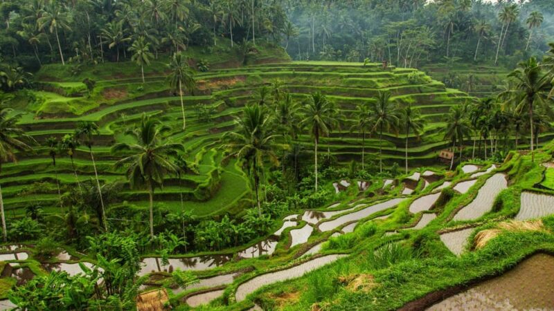 Bali - Gate Of Heaven, Tirta Gangga, Waterfall & Rice Field - Guided Experience
