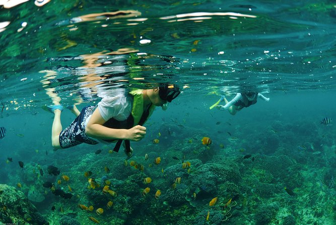 Bali Hai - Reef Cruise - Snorkeling and Coral Reef Restoration