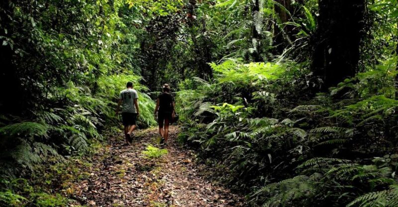 Bali: Half-Day Bayad Eco Hike - Experience Highlights