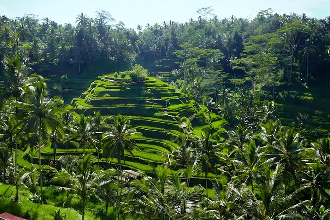 Bali Half Day-Tour: Ubud Night Trip Packages - Health and Accessibility Information