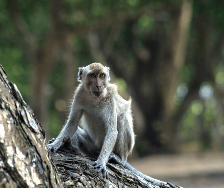 Bali Heritage: Taman Ayun, Monkeys, & Tanah Lot Sunset - Itinerary Highlights