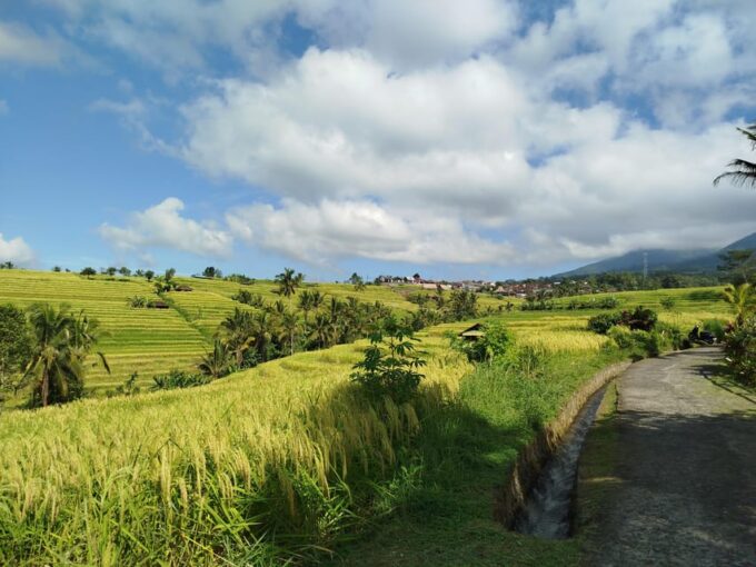 Bali: Highlight Full Day Customized Tour - Customer Reviews