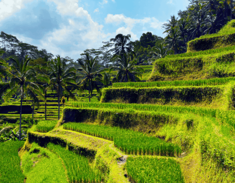 Bali Highlights: Volcanoes, Temples, Waterfall, Rice Terrace - Key Points