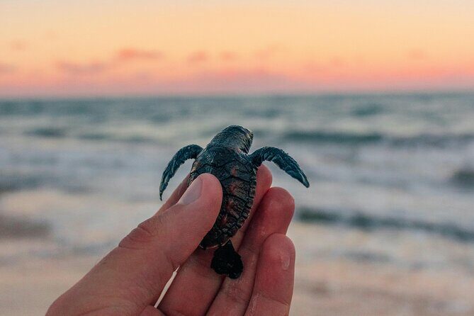 Bali Horse Riding and Turtle Release at Saba Beach - Key Points