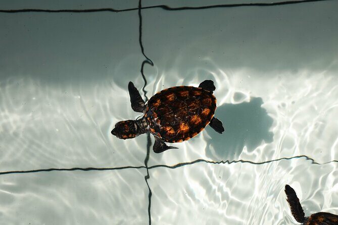 Bali Horse Riding and Turtle Release at Saba Beach - An In-Depth Look at the Tour Itself