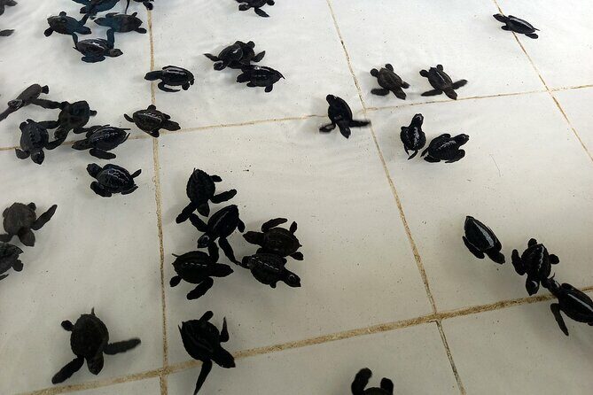 Bali Horse Riding and Turtle Release at Saba Beach - Relaxing Lunch at Bebek Uma Menuh Restaurant
