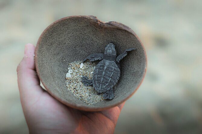 Bali Horse Riding and Turtle Release at Saba Beach - Authentic, Meaningful Experiences