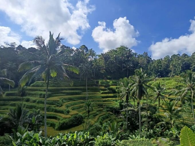 Bali Horse Riding + Waterfall + Rice Terrace + Lunch - Lunch at Rice Terrace