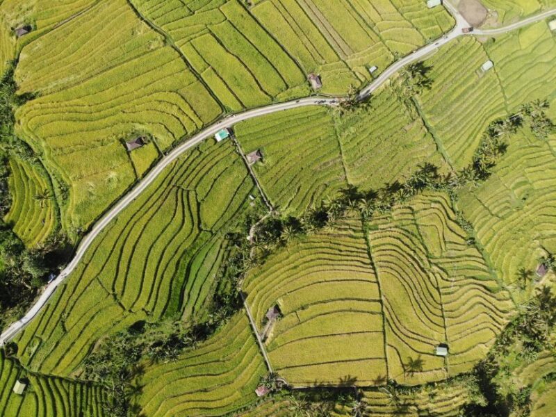 Bali Jatiluwih Rice Terrace and Tanah Lot Tour - UNESCO Tour - Transportation and Group Details