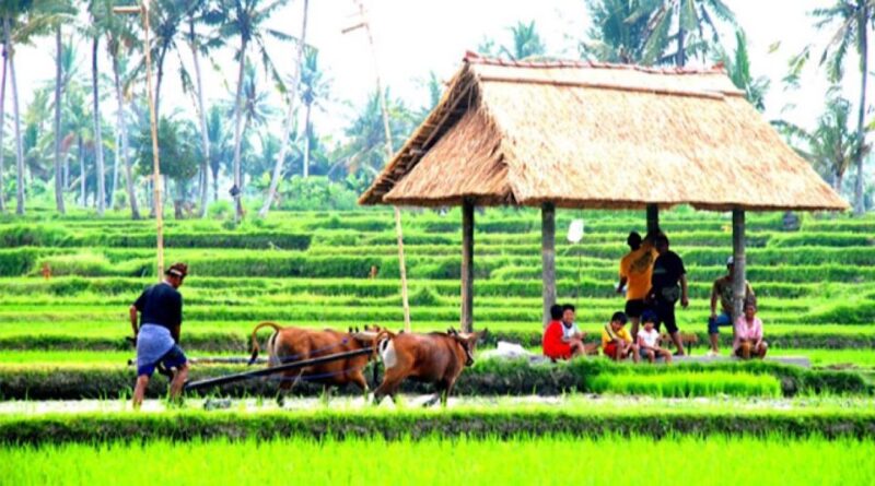 Bali : Jatiluwih Rice Terrace, Hidden Gem Waterfall & Temple - Jatiluwih Rice Terrace