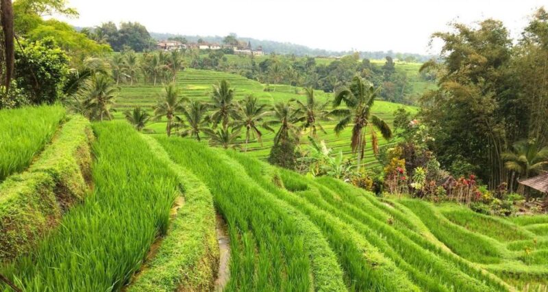 Bali: Jatiluwih Rice Terrace Sunrise Trekking With Breakfast - Preparation and Packing