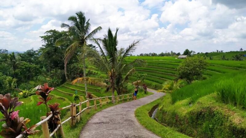 Bali: Jatiluwih Rice Terrace Sunrise Trekking With Breakfast - Booking and Reservations