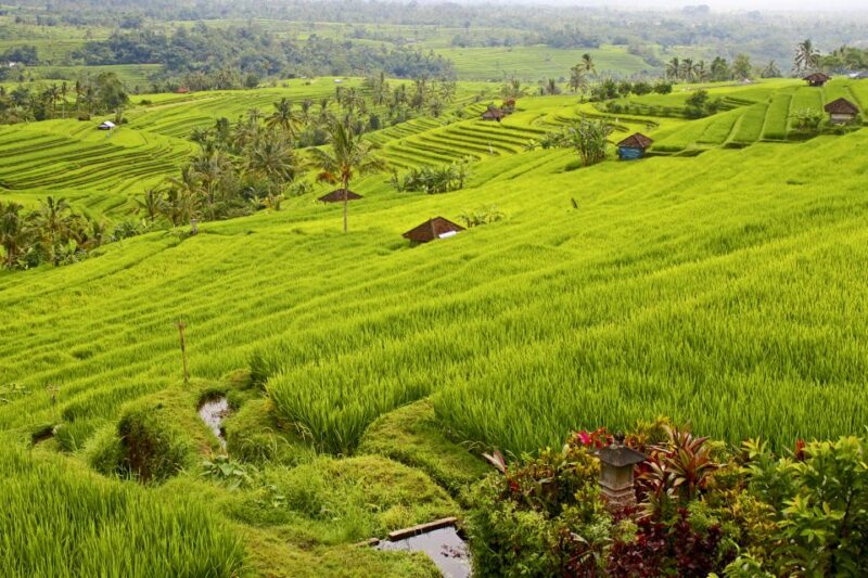 Bali: Jatiluwih Rice Terraces 1 Hour Electric Bike Tour - Key Points